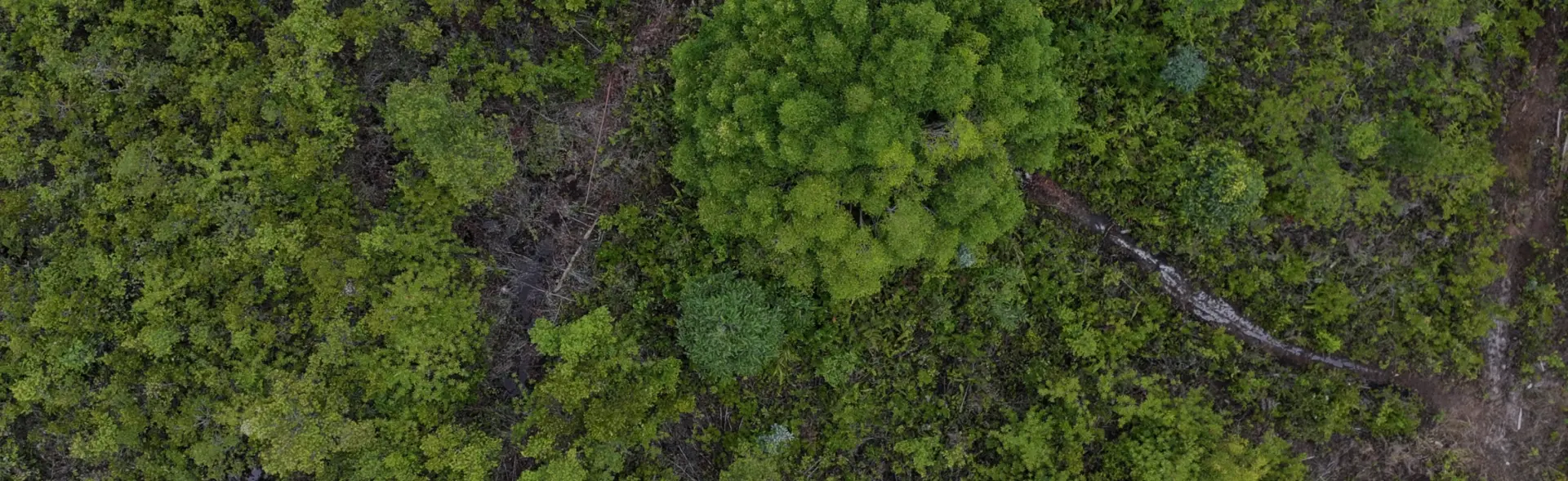 bg section flora fauna