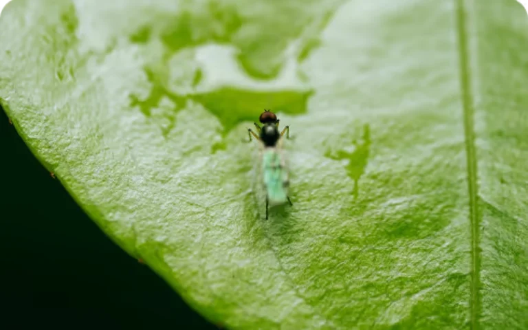 Climate Project Development