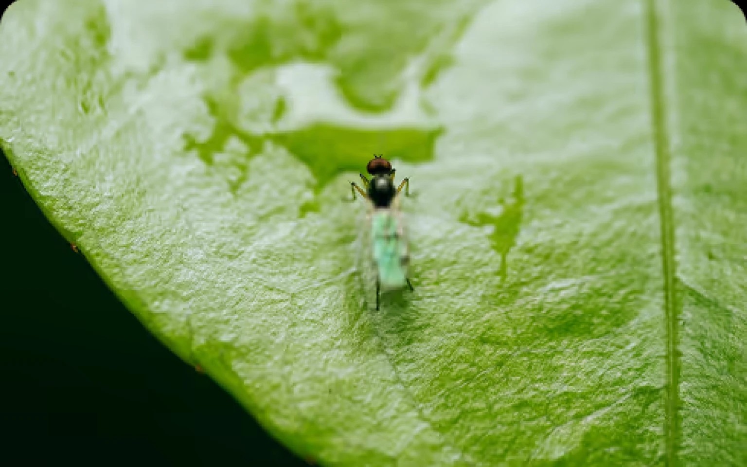 Climate Project Development